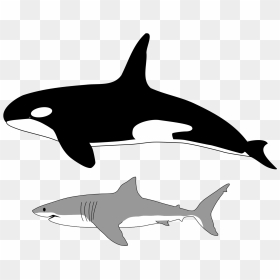Comparison Of Size Of Orca And Great White Shark - Orca And Great White Size Comparison, HD Png Download - shark fin png