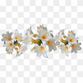 Flower Png Available For Anything And Anyone - Easter Lilies Clip Art, Transparent Png - lily flower png