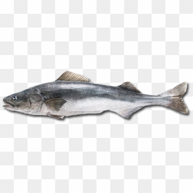 Thumb Image - Cod Fish Png, Transparent Png - fish.png