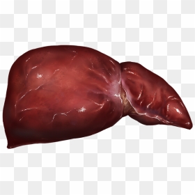Liver - Chocolate, HD Png Download - liver png