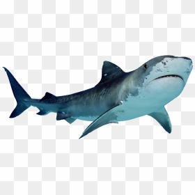 Download Shark Png Free Download - Shark Png, Transparent Png - shark fin png