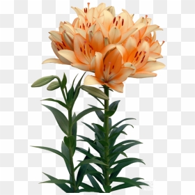 Lilies Flower Clip Art - Садовые Цветы Пнг, HD Png Download - lily flower png