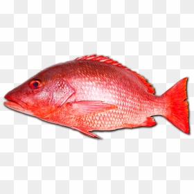 Red Fish Png - Red Snapper Fish Png, Transparent Png - fish.png