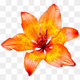 Lily Flower Png Images Transparent Images Free Download - Lily, Png Download - lily flower png
