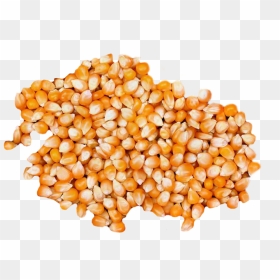 Corn Popcorn , Png Download - Maize, Transparent Png - popcorn kernel png