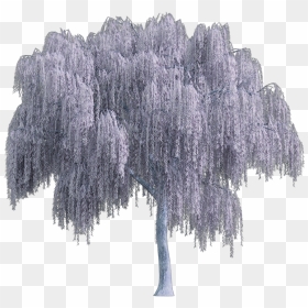 #tree #arbol #snowy #nevado #white #blanco #sauce #willow - Weeping Willow Tree Png, Transparent Png - snowy tree png