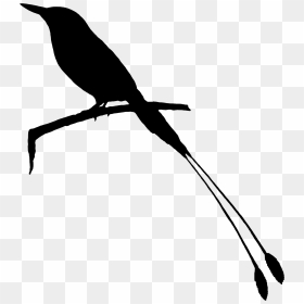 Beak Clip Art Fauna Feather Silhouette - Raven, HD Png Download - feather silhouette png