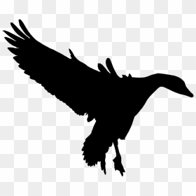 Duck Goose Fauna Feather Silhouette - Bird Of Prey, HD Png Download - feather silhouette png