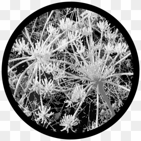 Transparent Frost Texture Png - Flower, Png Download - frost texture png