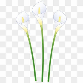 Picture Library Calla Lily Flower - Clip Art, HD Png Download - lily flower png