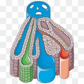 Liver Lobule Diagram Unlabelled, HD Png Download - liver png