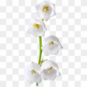 Lily Of The Valley Png Photos - Lily Of The Valley Png, Transparent Png - lily flower png
