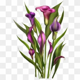 Tubes Fleurs / Bouquets Spring Flowers, Calla Lily, - Purple Lilly Flowers Png, Transparent Png - lily flower png