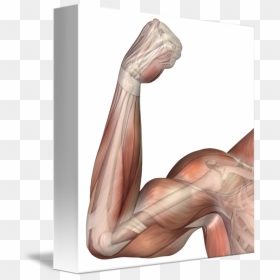 Transparent Muscle Arms Png - Flexing Muscle Arm Diagram, Png Download - muscle arm png