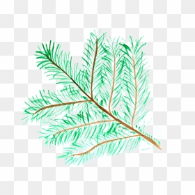 Watercolor Painting, HD Png Download - pine branch png