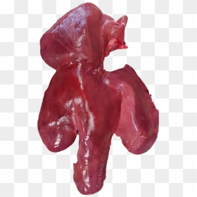 Liver , Png Download - Liver, Transparent Png - liver png