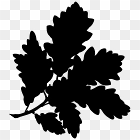 Sessile Oak Clip Arts - Quercus Alba Botanical Illustration, HD Png Download - oak tree silhouette png