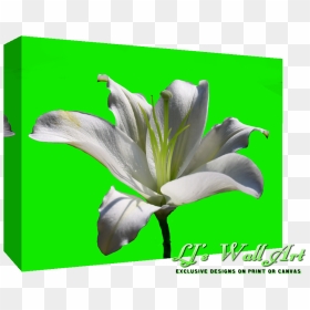 White Lily Flower , Png Download - White Lily Flower, Transparent Png - lily flower png