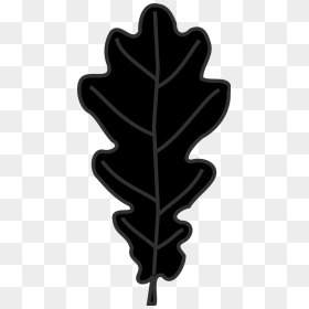 Leaf Clipart Oak Tree, HD Png Download - oak tree silhouette png