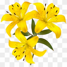 Yellow Lily Flower Clipart, HD Png Download - easter lily png