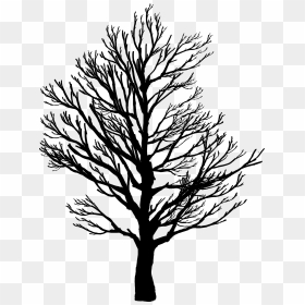 Barren Tree Silhouette - Draw A Tree In Winter, HD Png Download - oak tree silhouette png