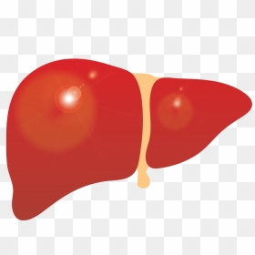 Liver Clipart Cirrhosis - Liver Clipart, HD Png Download - liver png