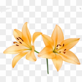 Free Illustration Lily Flower - Lily, HD Png Download - lily flower png