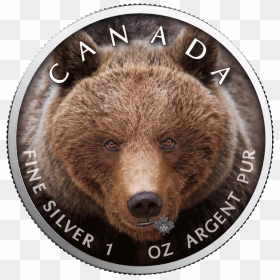 Canadian Gold Maple Leaf , Png Download - Grizzly Bear, Transparent Png - canadian leaf png