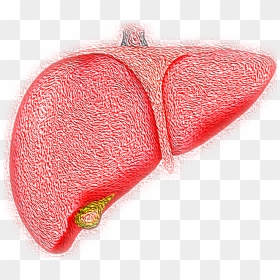 Fatty Liver - Easy Hepatitis B Drawing, HD Png Download - liver png