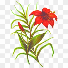 Flower Images With Leaves, HD Png Download - lily flower png