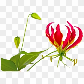 Flame Lily Flower Pictures Clip Art, HD Png Download - lily flower png