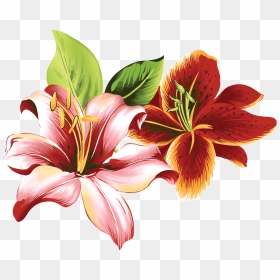 Lilium Png - Lily Flower Drawing Color, Transparent Png - lily flower png