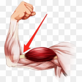 Elbow Clipart Flexed Arm - Flexing Anatomy Arm Muscles, HD Png Download - muscle arm png