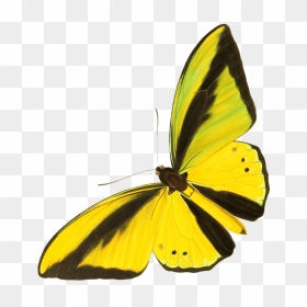 Drawing Cut-out Yellow Butterfly - Lycaenid, HD Png Download - realistic fairy wings png