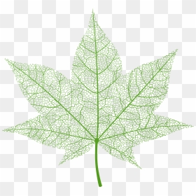 Transparent Green Autumn Leaf Png Clip Art Image - Portable Network Graphics, Png Download - autumn leaf png