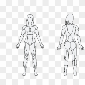 Draw The Muscular System, HD Png Download - muscle arm png