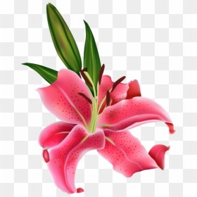 Transparent Tiger Lily Easter Lily Arumlily Plant Flora - Stargazer Lily, HD Png Download - easter lily png