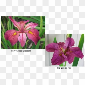 Transparent Iris Flower Png - Lily, Png Download - lily flower png