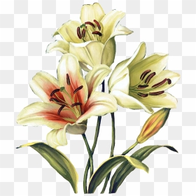 Transparent Easter Lilies Clipart - Easter Lilies Transparent, HD Png Download - easter lily png