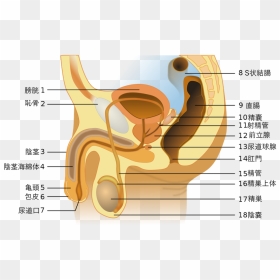 Male Anatomy Japanese - Male Reproductive System Unlabeled, HD Png Download - japanese text png