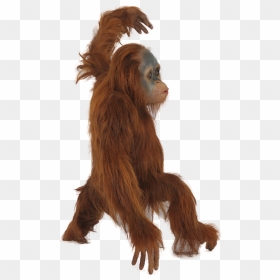 Orangutan Acrobatics Engaged In Short Photo - Orangutan Png, Transparent Png - realistic fairy wings png