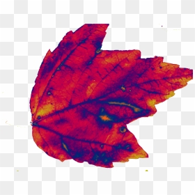 Autumn, HD Png Download - autumn leaf png