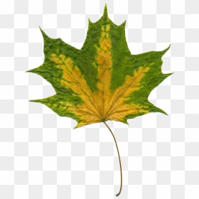 Sheet Autumn Leaves Maple Maple Leaf Autumn Leaf - Liście Jesienne Png, Transparent Png - autumn leaf png