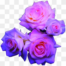 Blue And Pink Roses - Purple Blue And Pink Flowers, HD Png Download - tumblr flower png