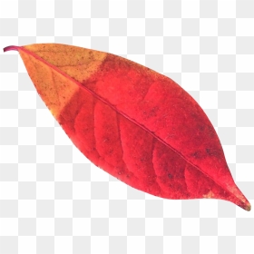 Pngpix - Листок Красный Пнг, Transparent Png - autumn leaf png