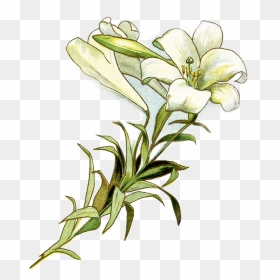 Easter Lily Free Clipart , Png Download - Easter Lily Free Clipart, Transparent Png - easter lily png