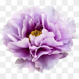 Free Purple Flower Transparent Background, Download, HD Png Download - tumblr flower png