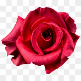 Rose Flower Top View Png, Transparent Png - flower top view png