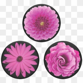 Dahlia, HD Png Download - flower top view png