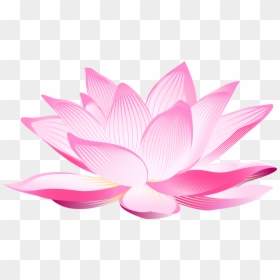 Lotus Flower Clipart Transparent, HD Png Download - flower top view png
